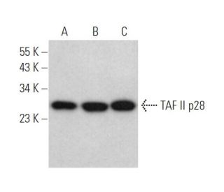 TAF II p28 Antibody (A-4) - Western Blotting - Image 371976 