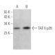 TAF II p28 Antibody (A-4) - Western Blotting - Image 372045