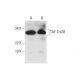TAF II p28 Antibody (G-1) - Western Blotting - Image 292074