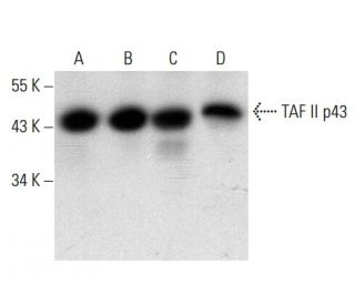 TAF II p43 Antibody (B-7) - Western Blotting - Image 300580 