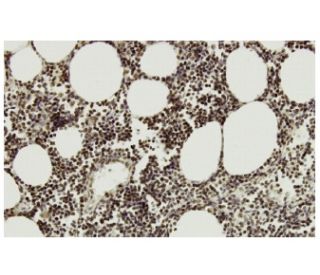 TAF II p55 Antibody (SQ-8) - Immunohistochemistry - Image 36323 