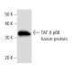 TAF II p68 Antibody (TAF15B11A6) - Western Blotting - Image 16791