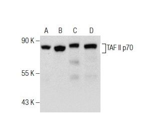 TAF II p70 Antibody (585D4a) - Western Blotting - Image 160816 