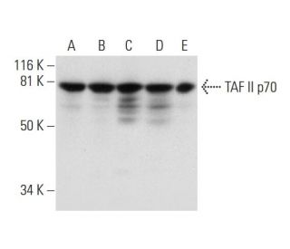 TAF II p70 Antibody (D-10) - Western Blotting - Image 299138 