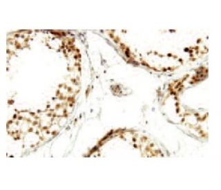 TAF1L Antibody (N3T) - Immunohistochemistry - Image 53985