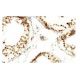 TAF1L Antibody (N3T) - Immunohistochemistry - Image 53985
