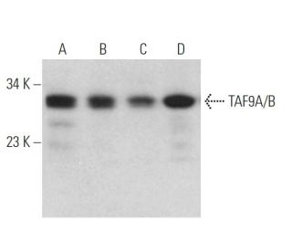 TAF9A/B Antibody (G-1) - Western Blotting - Image 370847 
