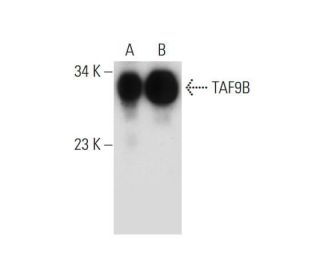 TAF9B Antibody (3365C4a) - Western Blotting - Image 130711 