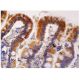 Tafazzin Antibody (F-7) - Immunohistochemistry - Image 281083 