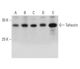Tafazzin Antibody (F-7) - Western Blotting - Image 385183 