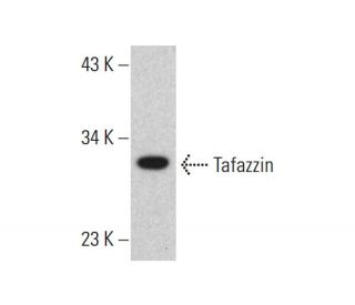 Tafazzin Antibody (E-3) - Western Blotting - Image 385184