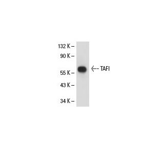 TAFI Antibody (13H4) - Western Blotting - Image 18992 