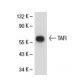 TAFI Antibody (13H4) - Western Blotting - Image 18992 