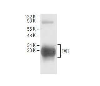 TAFI Antibody (16C5) - Western Blotting - Image 64662