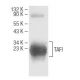 TAFI Antibody (16C5) - Western Blotting - Image 64662
