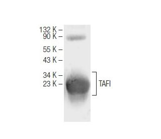 TAFI Antibody (19E2) - Western Blotting - Image 64661
