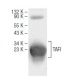 TAFI Antibody (19E2) - Western Blotting - Image 64661