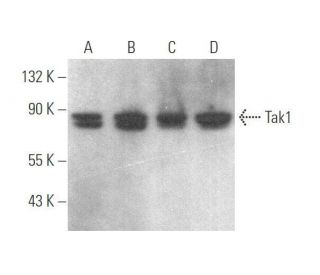 Tak1 Antibody (H-5) - Western Blotting - Image 352410 