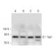 western blotting image from recommended Tak1 (C-9) monoclonal antibody replacement. Image 376150