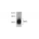 Tak1L Antibody (G-8) - Western Blotting - Image 348614