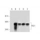 TAL1 Antibody (C-4) - Western Blotting - Image 294516