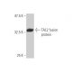 TAL2 Antibody (1G6) - Western Blotting - Image 348861