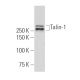 Talin-1 Antibody (YQ-16) - Western Blotting - Image 33458 
