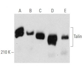 Talin Antibody (A-11) - Western Blotting - Image 354736 