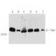 western blotting image from recommended Talin (C-9) monoclonal antibody replacement. Image 354737