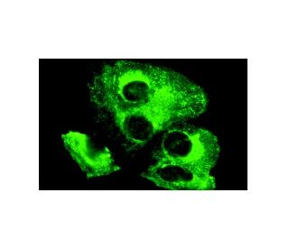 TALL-1 Antibody (6F2) - Immunofluorescence - Image 10186 