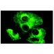 TALL-1 Antibody (6F2) - Immunofluorescence - Image 10186 
