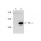 TALL-1 Antibody (6F2) - Western Blotting - Image 65749