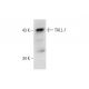 TALL-1 Antibody (A-9) - Western Blotting - Image 136975
