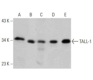 TALL-1 Antibody (A-9) - Western Blotting - Image 359546 