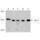 TALL-1 Antibody (A-9) - Western Blotting - Image 359546 