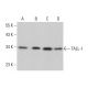 TALL-1 Antibody (A-9) - Western Blotting - Image 379913 