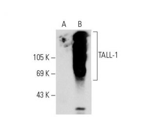 TALL-1 Antibody (B-6) - Western Blotting - Image 130364