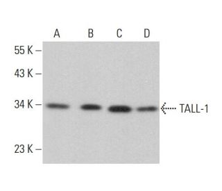 TALL-1 Antibody (A-9) - Western Blotting - Image 379913