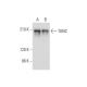 TANC Antibody (H-8) - Western Blotting - Image 325136