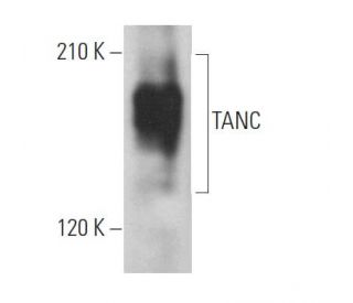 TANC Antibody (H-8) - Western Blotting - Image 368939 