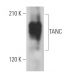 TANC Antibody (H-8) - Western Blotting - Image 368939 