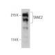 TANC2 Antibody (D-11) - Western Blotting - Image 386904
