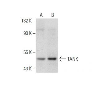 TANK Antibody (A-7) - Western Blotting - Image 72963 