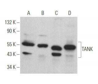 TANK Antibody (B-12) - Western Blotting - Image 364383 