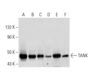 western blotting image from recommended TANK (D-2) monoclonal antibody replacement. Image 72964