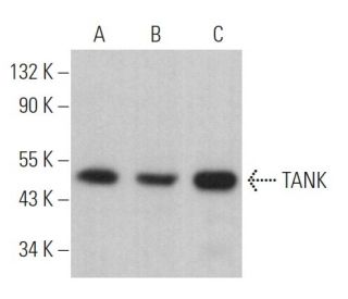 TANK Antibody (H-10) - Western Blotting - Image 364385 