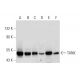 western blotting image from recommended TANK (D-2) monoclonal antibody replacement. Image 72964