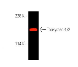 Tankyrase-1/2 Antibody (E-10) | SCBT - Santa Cruz Biotechnology