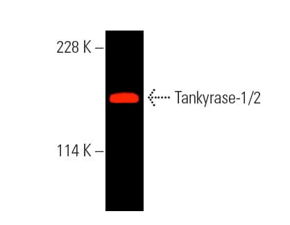 Tankyrase-1/2抗体(E-10) | SCBT - Santa Cruz Biotechnology