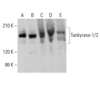 western blotting image from recommended Tankyrase-1/2 (E-10) monoclonal antibody replacement. Image 375550